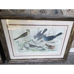 Vintage Song Bird Framed Color Picture Wall Home Decor Print 15 x 21"